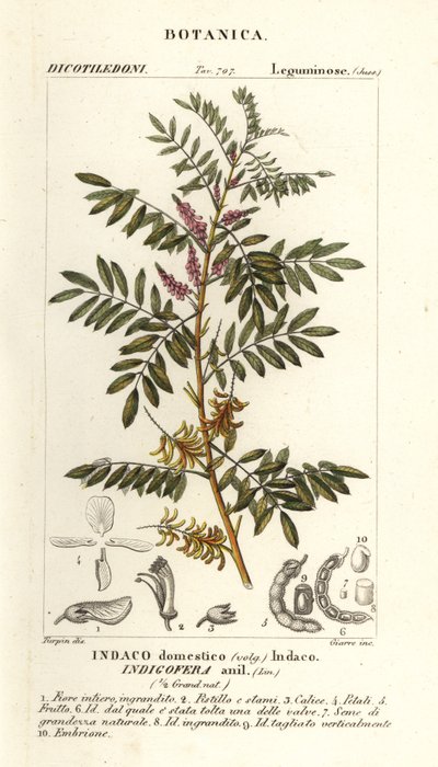 Guatemaltekischer Indigo, Indigofera suffruticosa von Stanghi Stanghi