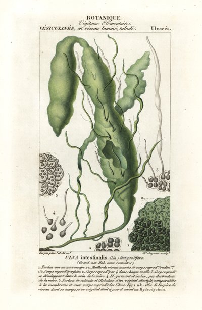 Darmtang, Ulva intestinalis von Stanghi Stanghi