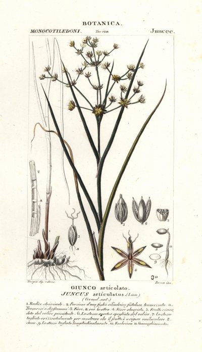 Glieder-Binse, Juncus articulatus von Stanghi Stanghi