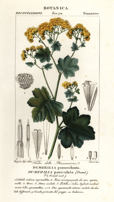 Jungia paniculata von Stanghi Stanghi