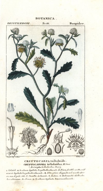 Madam Gorgon, Acicarpha tribuloides von Stanghi Stanghi