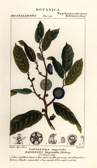 Napoleonaea imperialis von Stanghi Stanghi