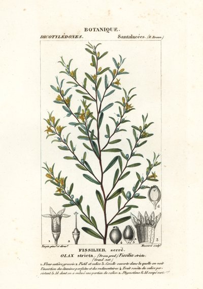 Olax stricta von Stanghi Stanghi