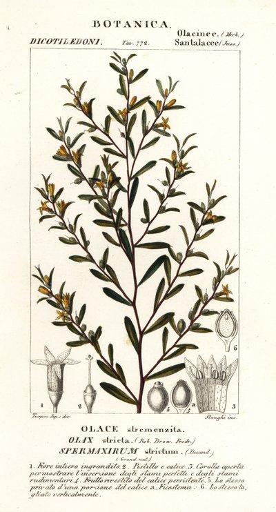 Olax stricta von Stanghi Stanghi