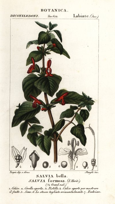 Glänzendblättriger Salbei, Salvia formosa von Stanghi Stanghi