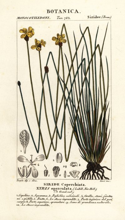 Hohe gelbe Augenblume, Xyris operculata von Stanghi Stanghi