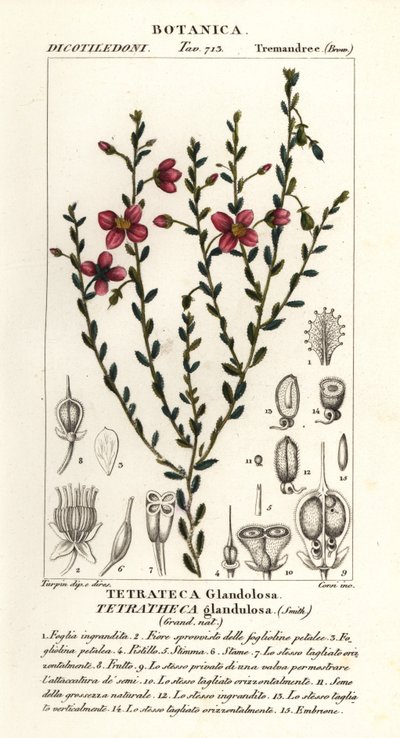 Tetratheca glandulosa von Stanghi Stanghi