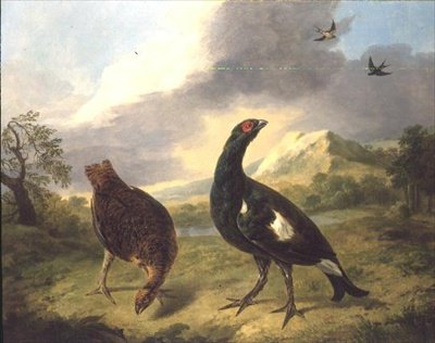 Schwarzwild von Stephen Elmer