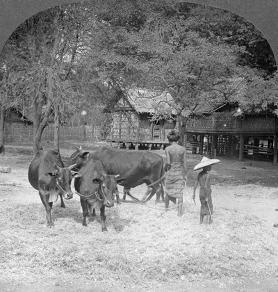 Reis dreschen, Amarapura, Burma, 1908 von Stereo Travel Co
