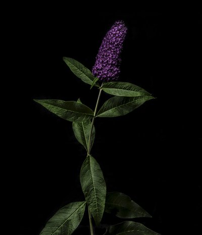 Lila Buddleja, 2020 von Steve Gallagher