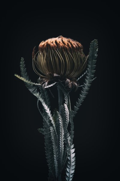 Einzelne Protea, 2021 von Steve Gallagher