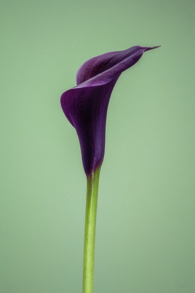 Einzelne lila Calla-Lilie, 2021 von Steve Gallagher