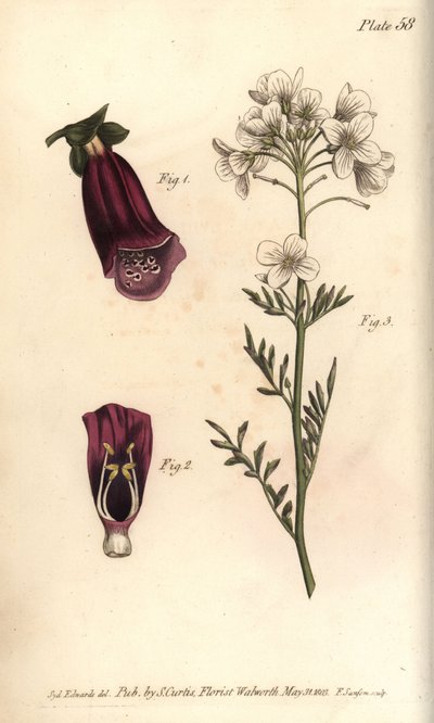 Fingerhut, Digitalis purpurea, Didynamia von Sydenham Teast Edwards