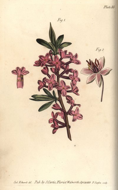 Seidelbast, Daphne mezereum, Octandria von Sydenham Teast Edwards