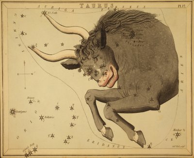 Stier, Illustration aus 