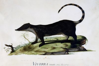 Viverra nasuta männlich von Sydney Parkinson