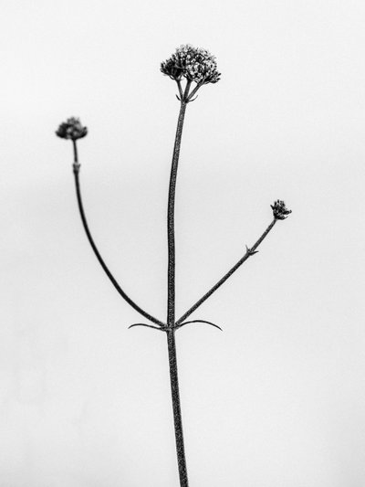 Mitten in den Blumen 11, 2021 von Teis Albers