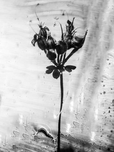 Mitten in den Blumen 14 von Teis Albers