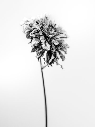 Mitten in den Blumen 17 von Teis Albers