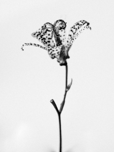 Mitten in den Blumen 18, 2021 von Teis Albers