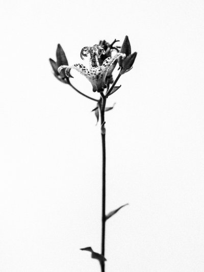 Mitten in den Blumen 19, 2021 von Teis Albers