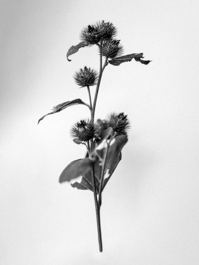 Mitten in den Blumen 23, 2021 von Teis Albers
