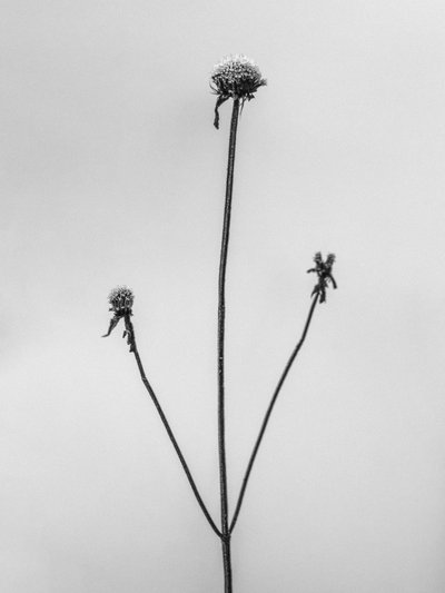 Mitten in den Blumen 2, 2021 von Teis Albers