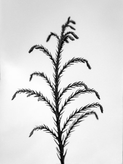 Mitten in den Blumen 31 von Teis Albers