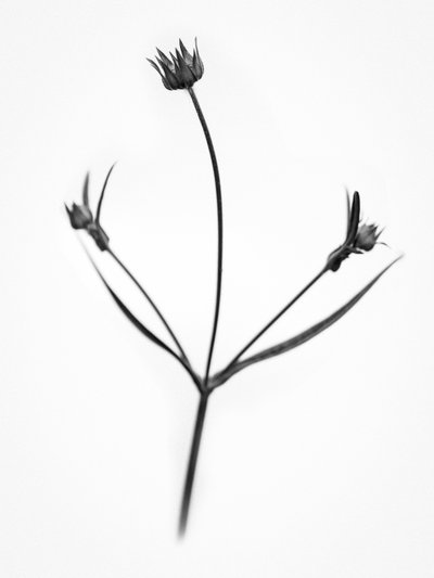 Mitten in den Blumen 34, 2021 von Teis Albers