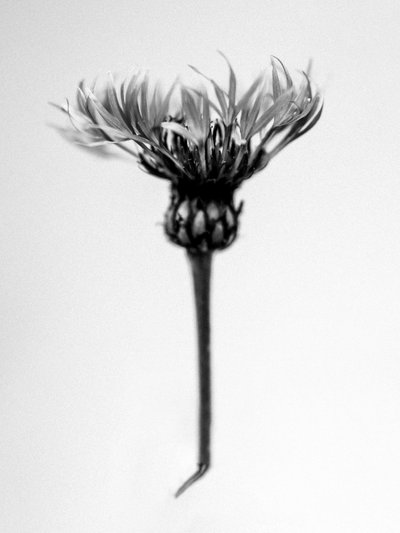 Mitten in den Blumen 37 von Teis Albers