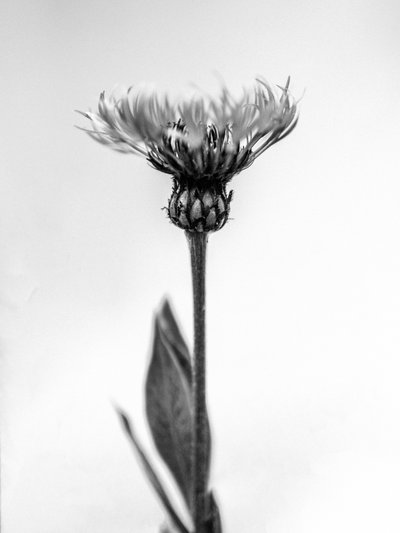 Mitten in den Blumen 38, 2021 von Teis Albers