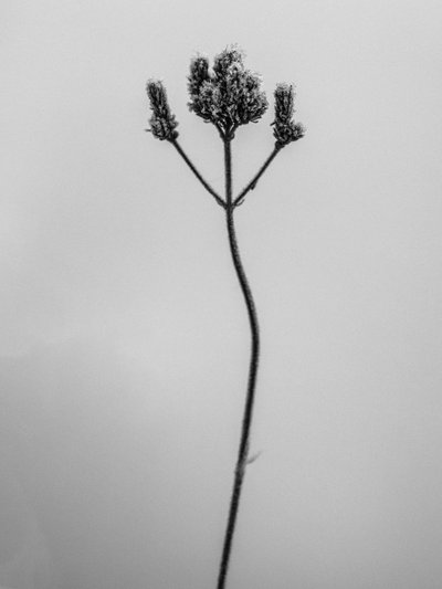 Mitten in den Blumen 3, 2021 von Teis Albers