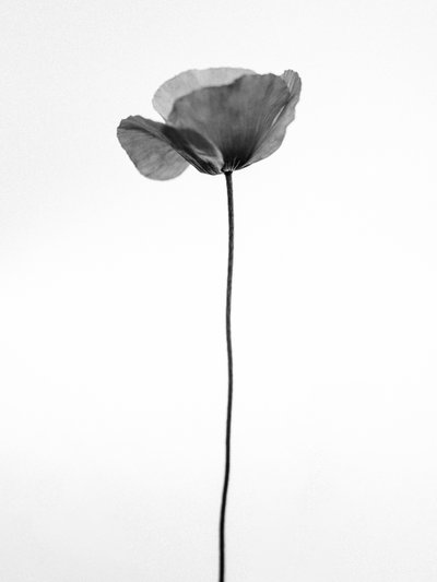 Mitten in den Blumen 68, 2021 von Teis Albers