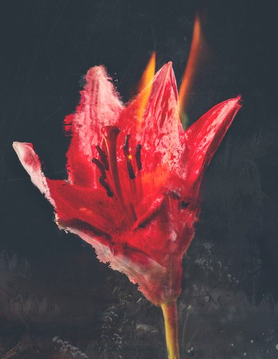 Verbrennen, 2019 von Teis Albers