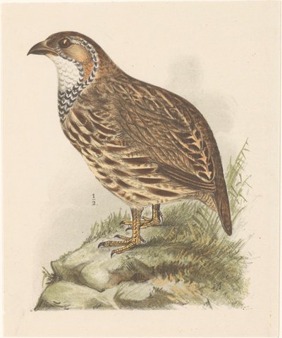 Rebhuhn (Francolinus jugularis) von Theo van Hoytema