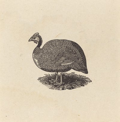 Perlhuhn von Thomas Bewick