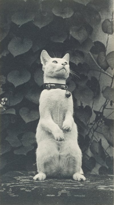 Katze im Hof von Eakins von Thomas Eakins