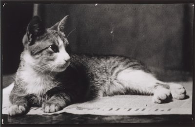 Die Katze von Mrs. Thomas Eakins, um 1880-1890 von Thomas Eakins