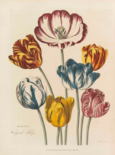 Das universelle Kräuterbuch, 1824 von Thomas Green