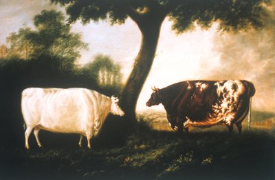 Zwei Shorthorn-Rinder von Thomas Harrington Wilson