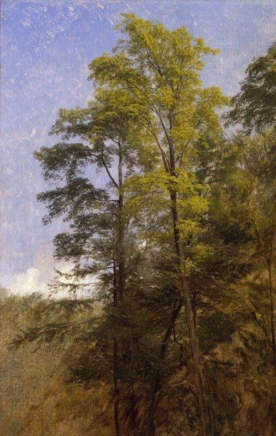 Baumstudie, Catskill Clove, N.Y. von Thomas Hiram Hotchkiss