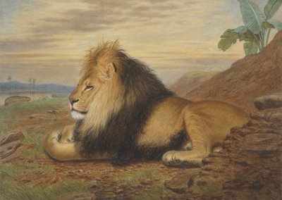 Ein Löwe von Thomas William Wood