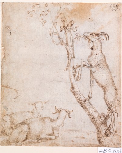 Ziegen auf der Weide von Titian (c.1488 1576)