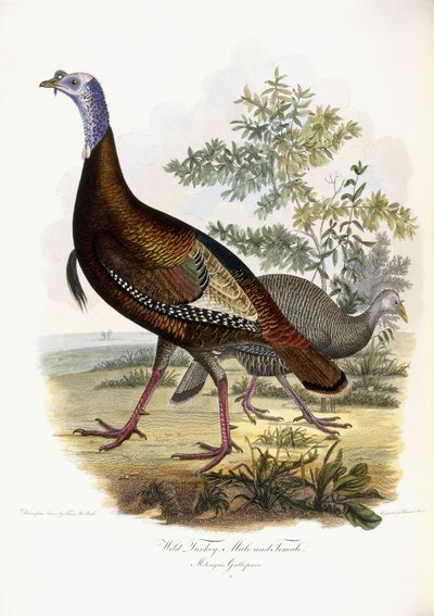 Wilder Truthahn, Männchen und Weibchen von Titian Ramsey Peale