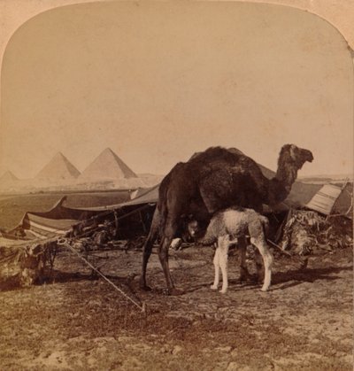 Ein Baby der Wüste, Ägypten, 1896 von Unbekannt