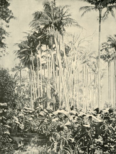 Ein Hain von Palmen, 1901 von Unbekannt