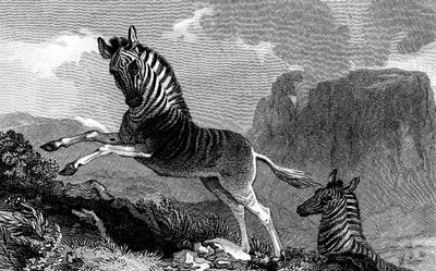 Ein Quagga, 1815 von Unbekannt