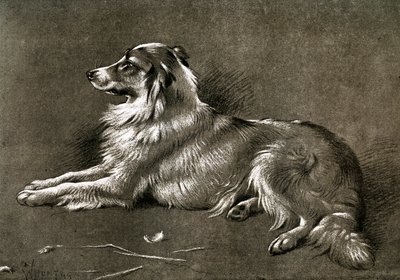 Ein Schäferhund, 1901 von Unbekannt