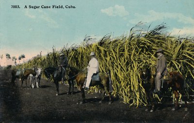 Ein Zuckerrohrfeld, Kuba, 1912 von Unbekannt