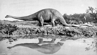 Ein Diplodocus, 20. Jahrhundert von Unbekannt